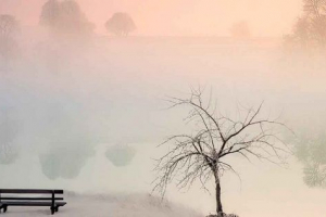 Будуть дерева спати взимку? Чому вони не вмирають на холоді? Будуть дерева спати взимку? Чому вони не вмирають на холоді?